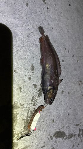 キラキラ公園（苫小牧西港）