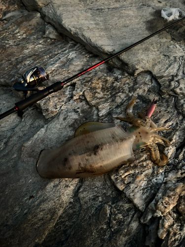 アオリイカの釣果