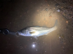 フッコ（マルスズキ）の釣果