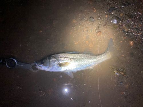 那珂川（茨城〜栃木）