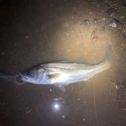 フッコ（マルスズキ）