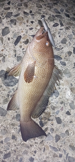 オオモンハタの釣果