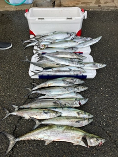 サワラの釣果