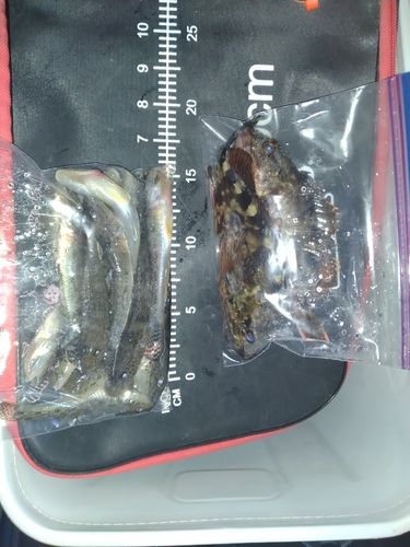 セントレア常滑港前島