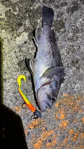 クロソイの釣果