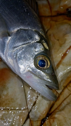 セイゴ（ヒラスズキ）の釣果