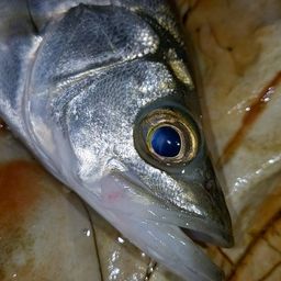 セイゴ（ヒラスズキ）