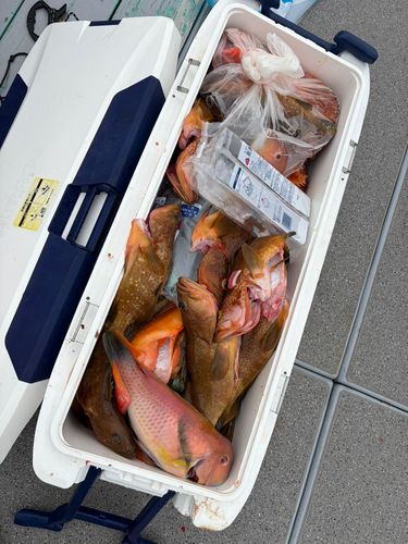 ヒラマサの釣果