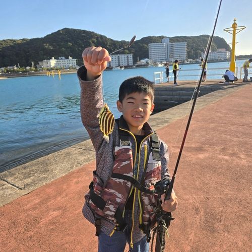 カゴカキダイの釣果