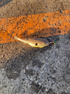 フグの釣果