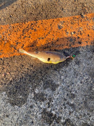 フグの釣果