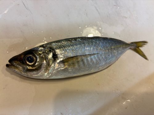 三陸海岸（青森）