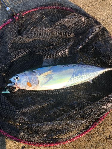 ソウダガツオの釣果