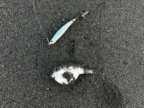 ウシノシタの釣果