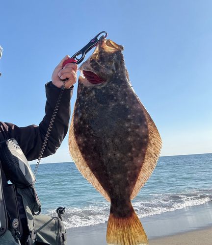 ヒラメの釣果