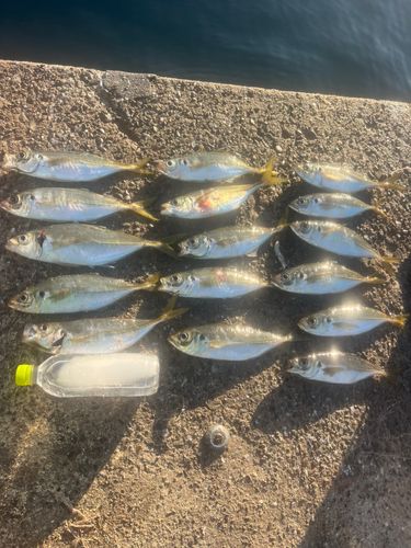 アジの釣果