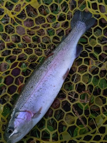 レインボートラウトの釣果