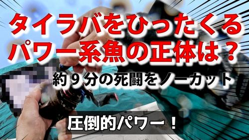 ヒラマサの釣果