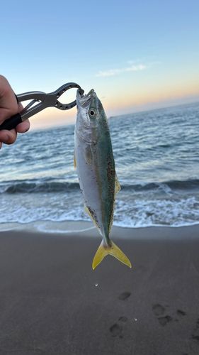 コゾクラの釣果