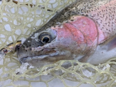 ニジマスの釣果