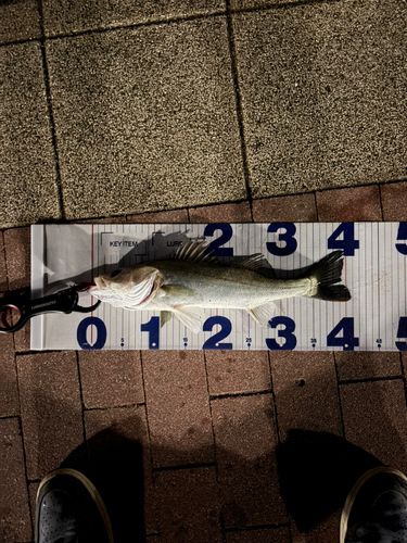 豊洲ぐるり公園