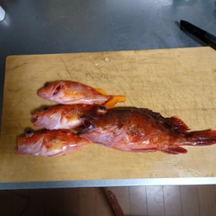 ウッカリカサゴの釣果