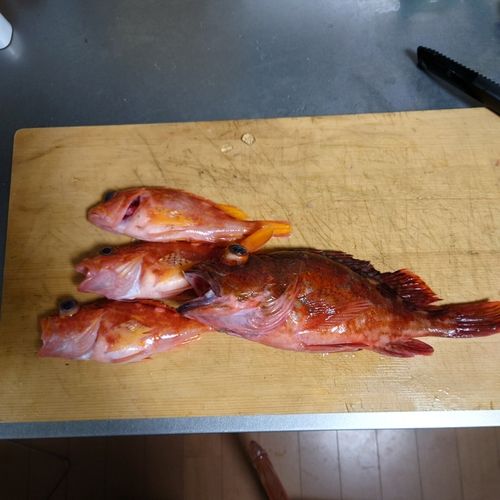 ウッカリカサゴの釣果