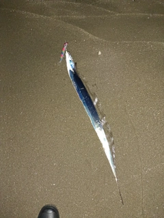 タチウオの釣果