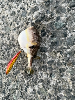 クサフグの釣果