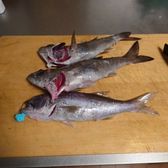 クロムツの釣果