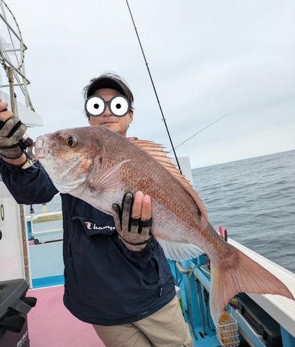 マダイの釣果