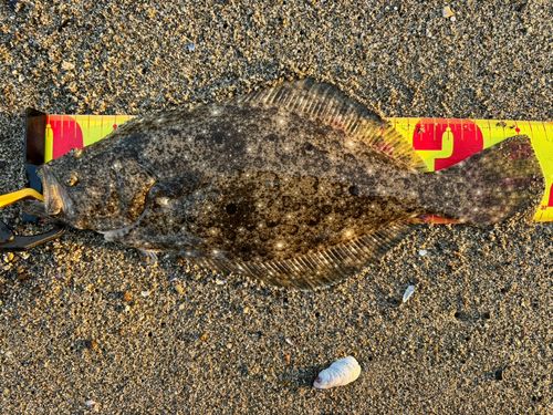 ヒラメの釣果