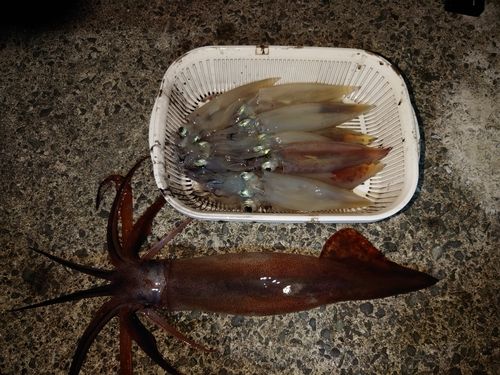 イカの釣果