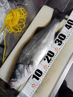 セイゴ（ヒラスズキ）の釣果