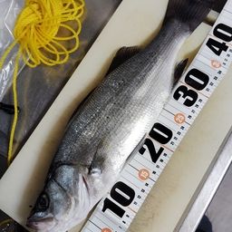 セイゴ（ヒラスズキ）