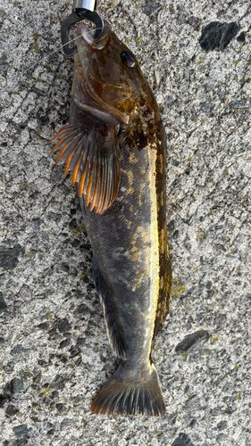 アイナメの釣果