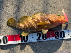 キジハタの釣果