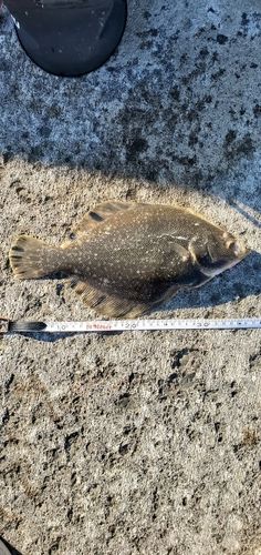 マツカワの釣果