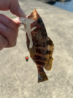 キジハタの釣果