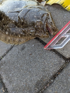 ヒラメの釣果