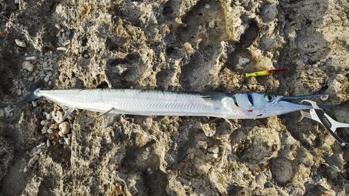 オキザヨリの釣果