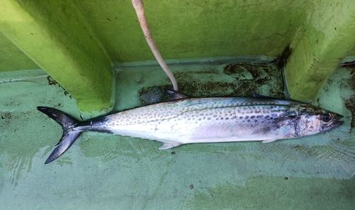 サワラの釣果