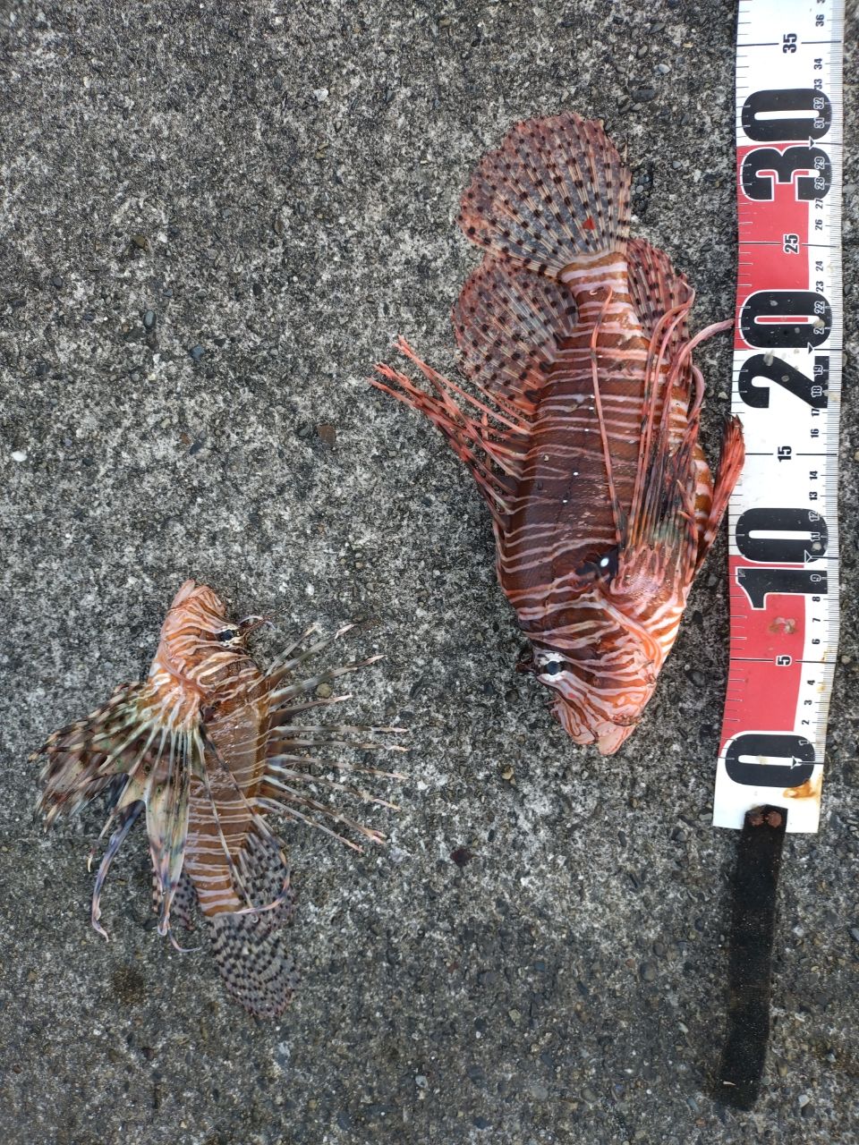 ハナミノカサゴ