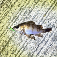 シロメバルの釣果