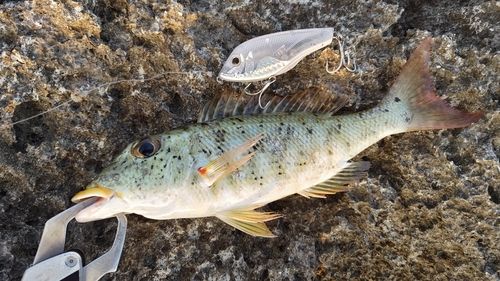 ムネアカクチビの釣果