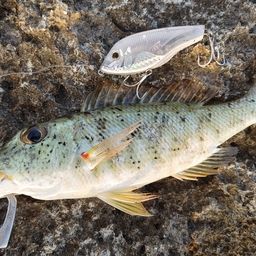 ムネアカクチビ