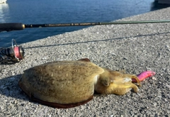 カミナリイカの釣果