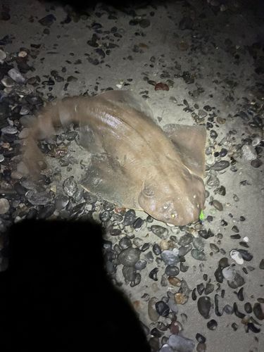 カスザメの釣果