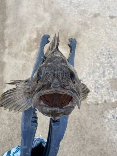 クロソイの釣果