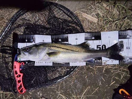 フッコ（マルスズキ）の釣果